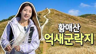 주차장에서 5분! 국내 최대 억새밭 황매산 억새군락지