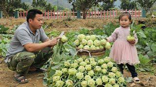 Harvest your home's green vegetable garden-bring it to the market sell-Gardening and growing taro.