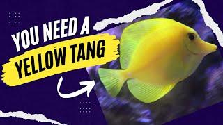 YELLOW TANG Easy Care Guide GREAT TANG for Beginners! Here's WHY!