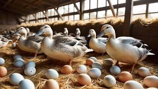 Raising Ducks for Eggs for Business - Harvesting Eggs & Feeding Ducks.