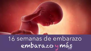 16 semanas de embarazo - Cuarto mes - EMBARAZOYMAS