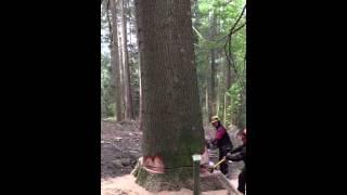 Abattage d'un sapin les plus grand de France 65 mètres