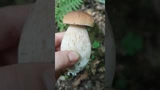 Identifying edible mushrooms - Boletus edulis (cep/porcini/penny bun)