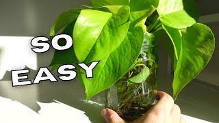 10 HOUSEPLANTS THAT ARE EASY TO GROW IN WATER! | Plants That Love To Grow In Water TIPS & TRICKS