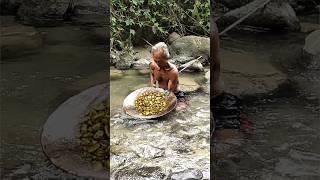 pendulang emas secara tradisional,,banyak temukan harta Karun emas #gold #mencariemas #videos