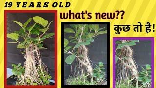 banyan bonsai/Bonsai tutorial/Bonsai workshop/how to making Bonsai/TR Roy BONSAI.