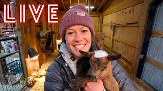 LIVE From the Goat Barn! | This is probably a bad idea