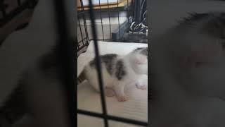 Little Kitty falls over! ️ #kitten #cat #kittens #amazing #cute #asmr