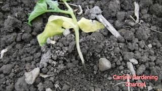 how to prevent damping off disease for cucumbers, cucumbers with shriveling stems