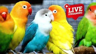 LIVE: bird live stream for cats | love birds sounds  | Lovebird Singing & Chirping,