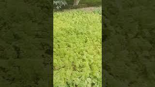 How to grow carrots vegetables#short#youtube short