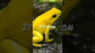 The golden poison dart frog.#shorts #frog