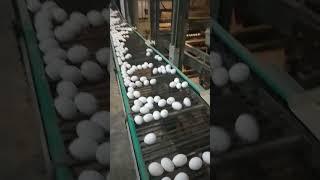 #chicken egg farm || Poltryfarm || Wow eggs| chicken egg farming process #shorts