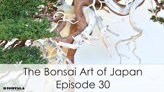 The Bonsai Art of Japan - Episode 30