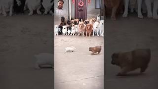 https://youtube.com/shorts/P4BlZkFqcqs?si=UbhocJQ0rRRJC3FI