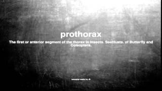 What does prothorax mean