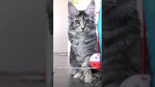 What's my name? | Cute Maine Coon Cat