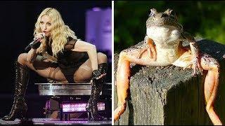 20 Animals That Totally Look Like Celebrities