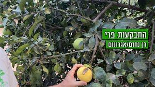 למה מתפוצץ לי הפרי ? התבקעות פרי