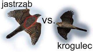 Krajowe drapole cz. 2. jastrząb vs. krogulec