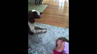 Cane ulula e fa smettere di piangere una bimba