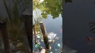 কুয়ায় মাছ চাষ। #মাছচাষ #মাছ #fish #naturalfishing #viralfishing #zerotv786 #zerotv