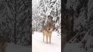 Why doesn't the wolf become a pet?  | Fact Buzz | #shorts #facts