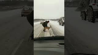 Tractor driver saved a roe deer on the track. #shorts