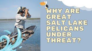 Why Are Great Salt Lake Pelicans Under Threat? | Mission Unstoppable
