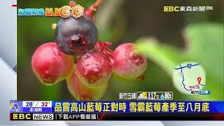 【淑麗趴趴GO】台灣也有種藍莓！食在產地 國產藍莓近年夯@newsebc