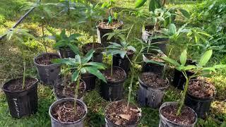 Got 14 different Mango trees, Pomegranate, Special Soursoap