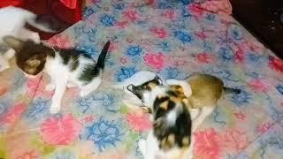 kh tv U - S- A - Happy New Year cat fighting funny video 2025 cat new fighting funny video