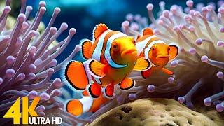 Aquarium 4K VIDEO (ULTRA HD)  Beautiful Coral Reef Fish - Relaxing Sleep Meditation Music #139