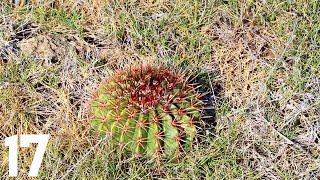 I STEPPED ON A CACTUS IN THE CARIBBEAN