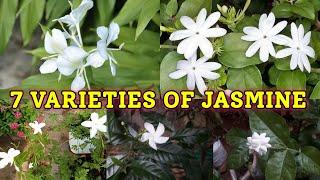 7 VARIETIES OF JASMINE