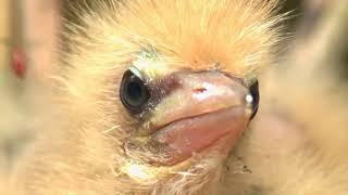 FUNNY & RARE BIRDS !   Little Bittern   Sir David Attenborough's opinion