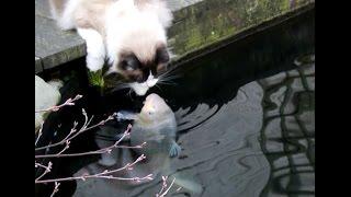 Timo The Cat And His Special Friendship With One Particular Koi Fish (compilation)