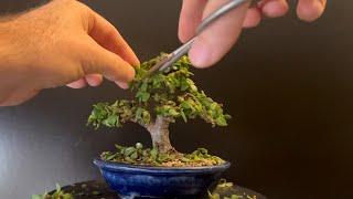 Pruning My “Caribbean Blue” Bonsai