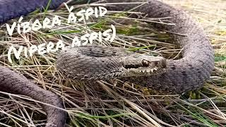Víbora áspid (Vipera aspis)