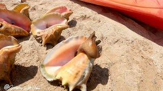 Hunting & Cooking the World's Largest Sea Snail  #catchandcook