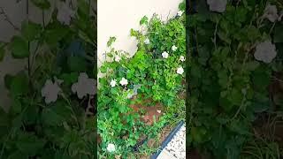 short. #Dil to pagal Hai Harinder hamari company Dubai Sharjah 