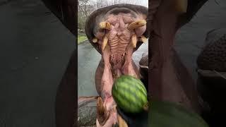 Hippo eating watermelon 