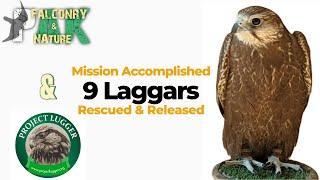 Project Lugger: Releasing 9 Majestic Laggar Falcons into the Wild