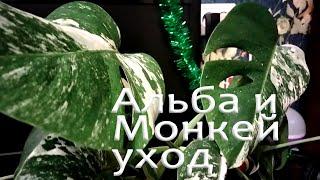 Монстера Альба (ALBA), Монкей (MONKEY) Уход, пересадка.