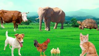 Cute Little Animals - Dog, Cat, Chicken, Elephant, Cow, Turtle - Animal Sounds