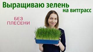 Витграсс из овса. Выращиваю овес на зелень и делаю из него зеленый коктейль.