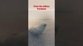 Pixie the albino parakeet| Pixies Diary