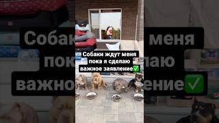 8 собак слушают важную речь и не трогают еду !!! шок контент 18+