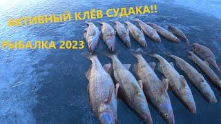 Рыбалка в Казахстане. ВЕСЕННИЙ ЖОР НАЧАЛСЯ! Рыбалка 2023