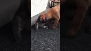 Malinois vs cat